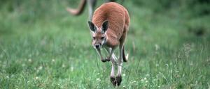 Ein Känguru hüpft über eine Wiese.