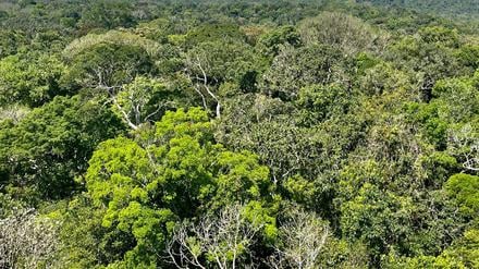 Die Bäume am Amazonas werden wegen des Treibhausgases Kohlendioxid immer mächtiger. Aber andere Faktoren machen ihnen zu schaffen.