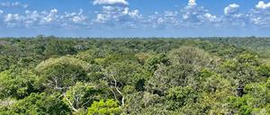 Die Bäume am Amazonas werden wegen des Treibhausgases Kohlendioxid immer mächtiger. Aber andere Faktoren machen ihnen zu schaffen.