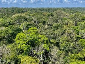 Die Bäume am Amazonas werden wegen des Treibhausgases Kohlendioxid immer mächtiger. Aber andere Faktoren machen ihnen zu schaffen.