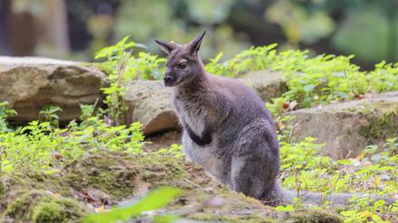Bei dem Känguru, das in Spandau entlaufen ist, handelt es sich offenbar um ein kleineres Wallaby (Symbolbild).