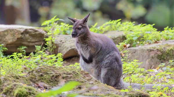 Bei dem Känguru, das in Spandau entlaufen ist, handelt es sich offenbar um ein kleineres Wallaby (Symbolbild).