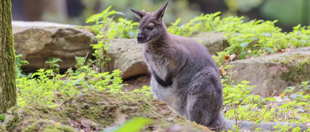 Bei dem Känguru, das in Spandau entlaufen ist, handelt es sich offenbar um ein kleineres Wallaby (Symbolbild).