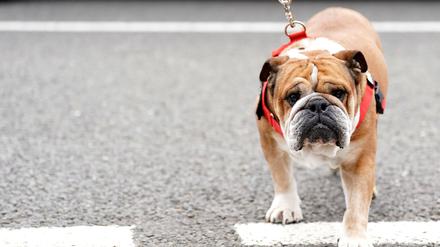Hamilton trauert um seinen Hund.