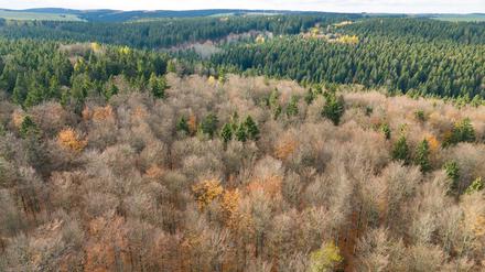 Der deutsche Wald ist zu einer Treibhausgas-Quelle geworden. Das will Bundesumweltminister Carsten Schneider ändern. 