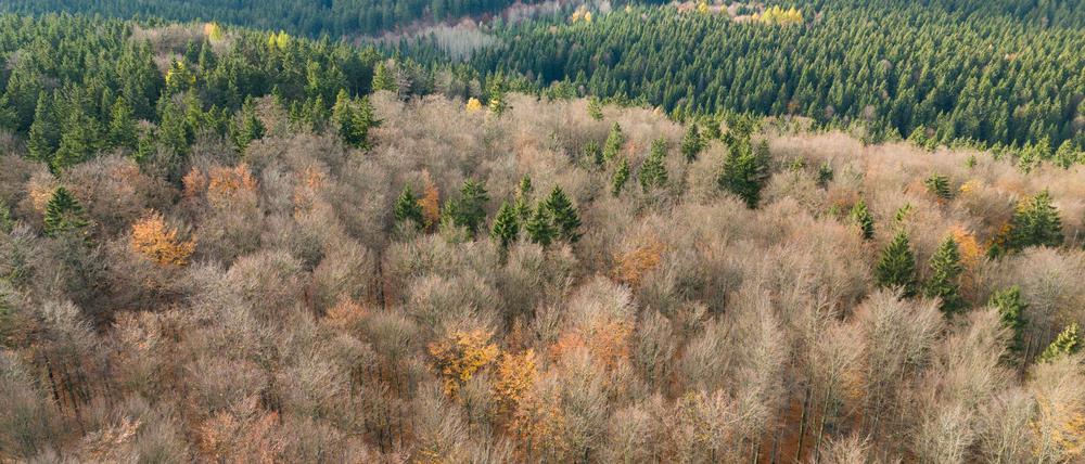 Der deutsche Wald ist zu einer Treibhausgas-Quelle geworden. Das will Bundesumweltminister Carsten Schneider ändern. 
