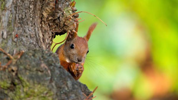 Ein Eichhörnchen knabbert an einer Nuss. Am Berliner Müggelseedamm können sie über gespannte Seile von Baum zu Baum klettern.