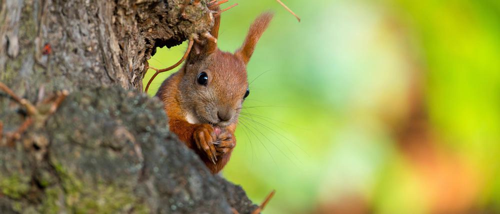 Ein Eichhörnchen knabbert an einer Nuss. Am Berliner Müggelseedamm können sie über gespannte Seile von Baum zu Baum klettern.