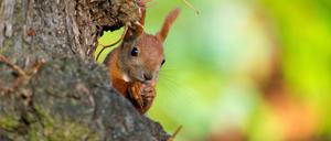 Ein Eichhörnchen knabbert an einer Nuss. Am Berliner Müggelseedamm können sie über gespannte Seile von Baum zu Baum klettern.
