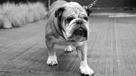 Roscoe wurde im Alter von 13 Jahren eingeschläfert.