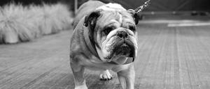 Roscoe wurde im Alter von 13 Jahren eingeschläfert.