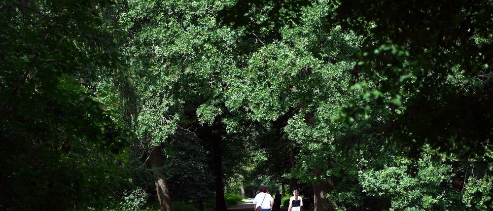 Berlin soll deutlich mehr Bäume und Grünflächen bekommen. (Archivbild)