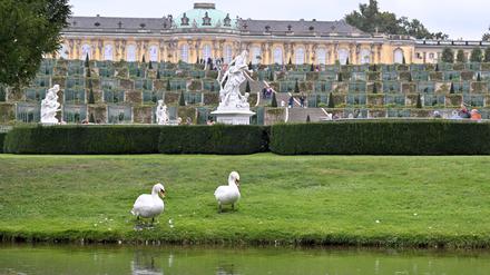 Am Schloss Sanssouci in Potsdam sind wieder zwei Schwäne zu beobachten.