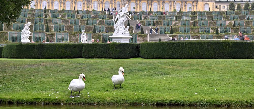 Am Schloss Sanssouci in Potsdam sind wieder zwei Schwäne zu beobachten.