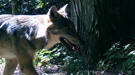 Wilde Wölfe in Polen lassen sich von Vogelgesang kaum beunruhigen.