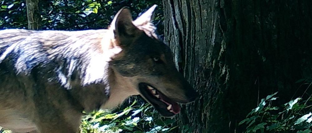 Wilde Wölfe in Polen lassen sich von Vogelgesang kaum beunruhigen.