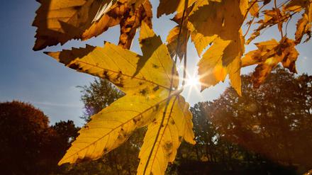 News Bilder des Tages Herbst in Berlin, Buntes Herbstlaub im Oktober Berlin Berlin Deutschland *** Autumn in Berlin, Colourful autumn leaves in October Berlin Berlin Germany Herbst in Berlin, Buntes Herbstlaub im Oktober Berlin Berlin Deutschland

IMAGO / A. Friedrichs
Medien-ID0105839729