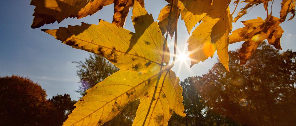 News Bilder des Tages Herbst in Berlin, Buntes Herbstlaub im Oktober Berlin Berlin Deutschland *** Autumn in Berlin, Colourful autumn leaves in October Berlin Berlin Germany Herbst in Berlin, Buntes Herbstlaub im Oktober Berlin Berlin Deutschland
IMAGO / A. Friedrichs
Medien-ID0105839729