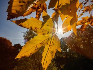 News Bilder des Tages Herbst in Berlin, Buntes Herbstlaub im Oktober Berlin Berlin Deutschland *** Autumn in Berlin, Colourful autumn leaves in October Berlin Berlin Germany Herbst in Berlin, Buntes Herbstlaub im Oktober Berlin Berlin Deutschland

IMAGO / A. Friedrichs
Medien-ID0105839729
