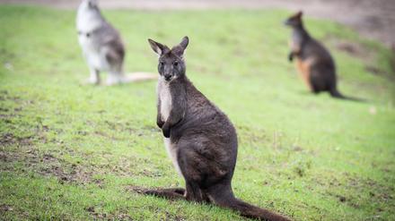 Ein Wallaby wurde mehrere Tage in Berlin-Spandau vermisst.