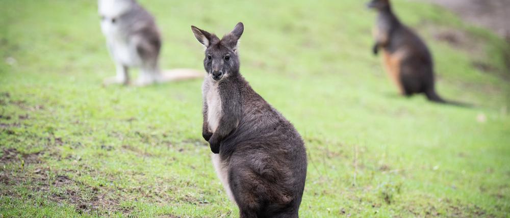 Ein Wallaby wurde mehrere Tage in Berlin-Spandau vermisst.