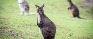 Ein Wallaby wurde mehrere Tage in Berlin-Spandau vermisst.