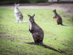 Ein Wallaby wurde mehrere Tage in Berlin-Spandau vermisst.