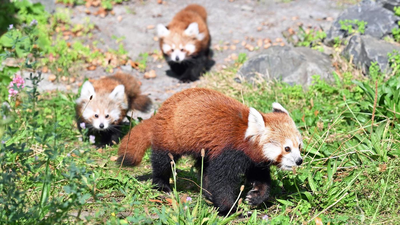Besondere-Zoobewohner-Zwillingsnachwuchs-bei-seltenen-Kleinen-Pandas-in-Hannover