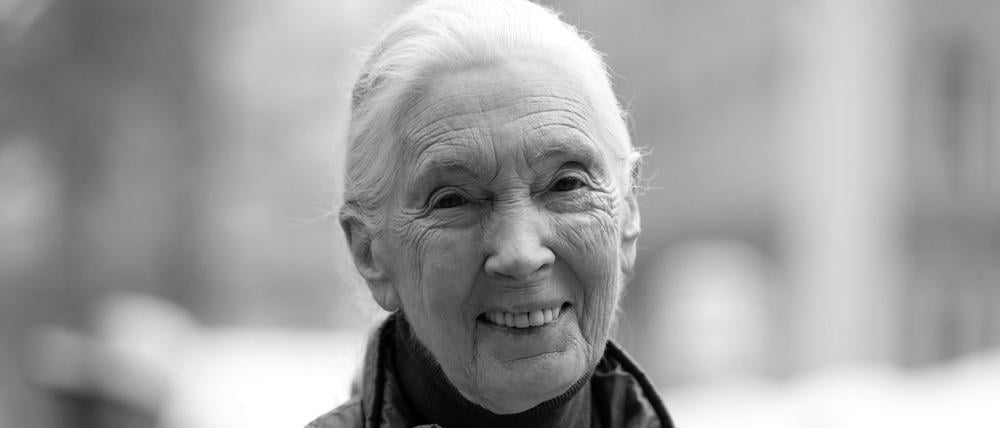 Die britische Verhaltensforscherin Jane Goodall steht nach einer Pressekonferenz im Presseclub auf dem Marienplatz. 