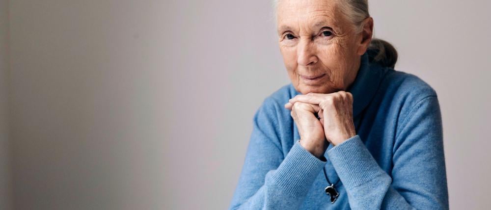 Die berühmte Schimpansenforscherin Jane Goodall ist im Alter von 91 Jahren gestorben. (Archivbild)