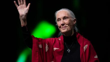 Der Tod der berühmten Schimpansenforscherin Jane Goodall hat weltweit Trauer ausgelöst. (Archivbild)