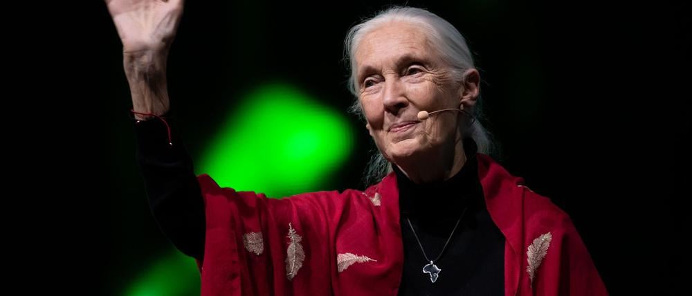 Der Tod der berühmten Schimpansenforscherin Jane Goodall hat weltweit Trauer ausgelöst. (Archivbild)