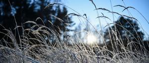 Tagsüber erwartet der DWD milde Temperaturen - in der Nacht Nebel und Frost. (Symbolbild)