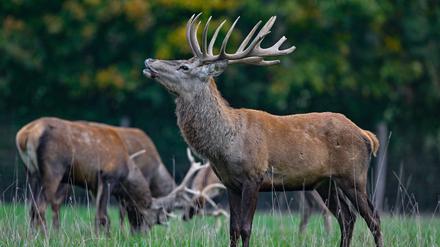 Der Hirsch buhlt um die Gunst der Weibchen. (Archivbild)