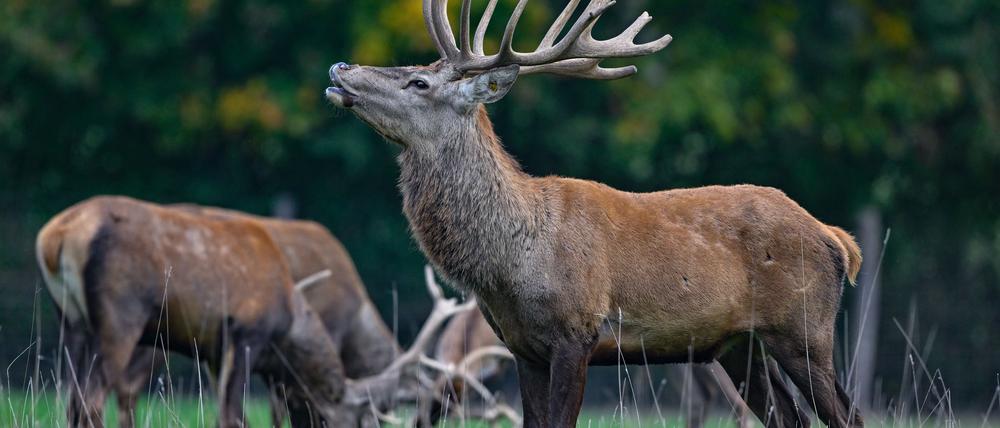 Der Hirsch buhlt um die Gunst der Weibchen. (Archivbild)