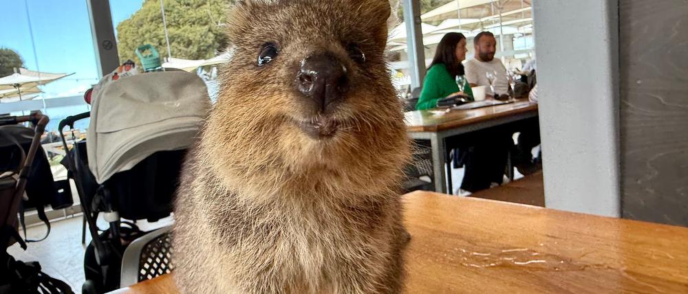 Quokkas gelten wegen ihres „Lächelns“ als die glücklichsten Tiere der Welt.