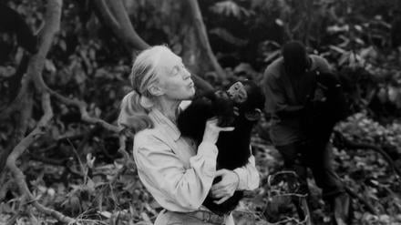 Jane Goodall mit einem Schimpansen.