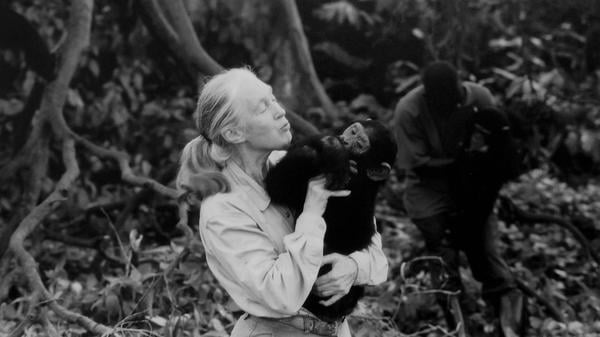 Jane Goodall mit einem Schimpansen.