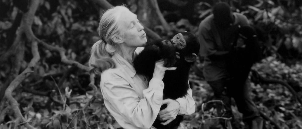 Jane Goodall mit einem Schimpansen.