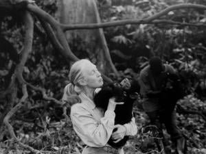 Jane Goodall mit einem Schimpansen.