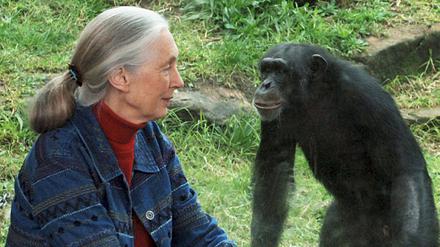 Jane Goodall setzte sich auch für Schimpansen und andere Tiere ein, die von Menschen gehalten werden.