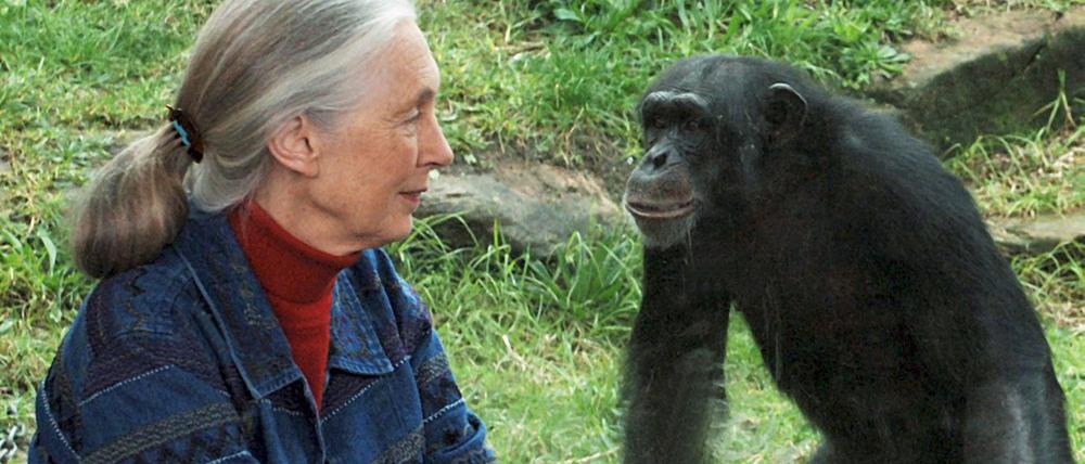Jane Goodall setzte sich auch für Schimpansen und andere Tiere ein, die von Menschen gehalten werden.