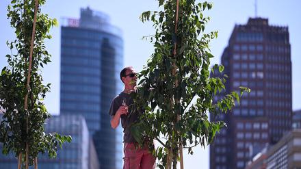 In Berlin sollen nach den Vorstellungen einer Bürgerinitiative in 15 Jahren eine Million Bäume stehen. (Archivfoto)