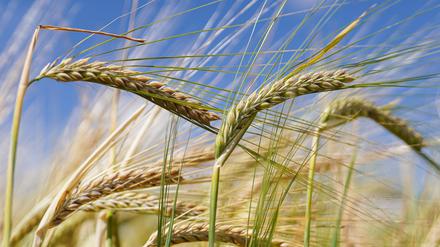 In der molekulare Pflanzengenetik wird auch daran geforscht, wie Nutzpflanzen resilienter werden können oder mehr Ertrag liefern.