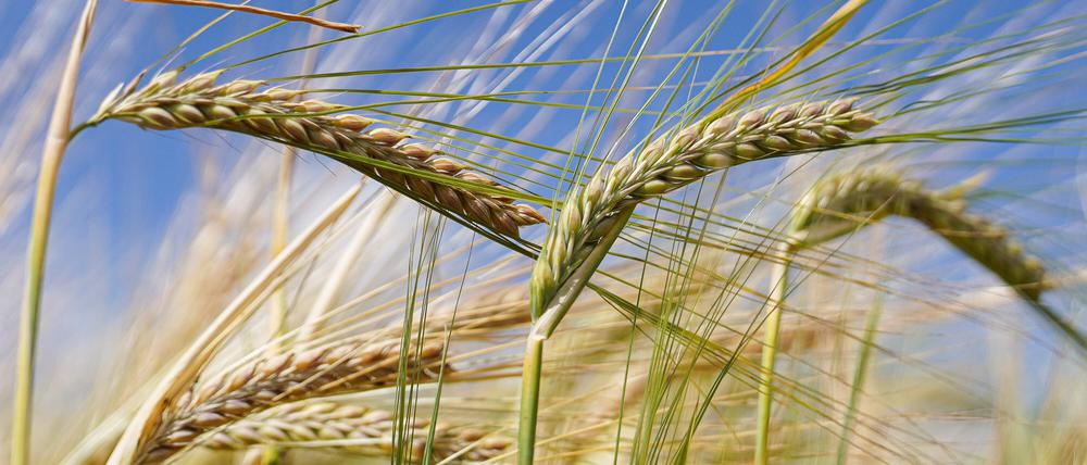 In der molekulare Pflanzengenetik wird auch daran geforscht, wie Nutzpflanzen resilienter werden können oder mehr Ertrag liefern.