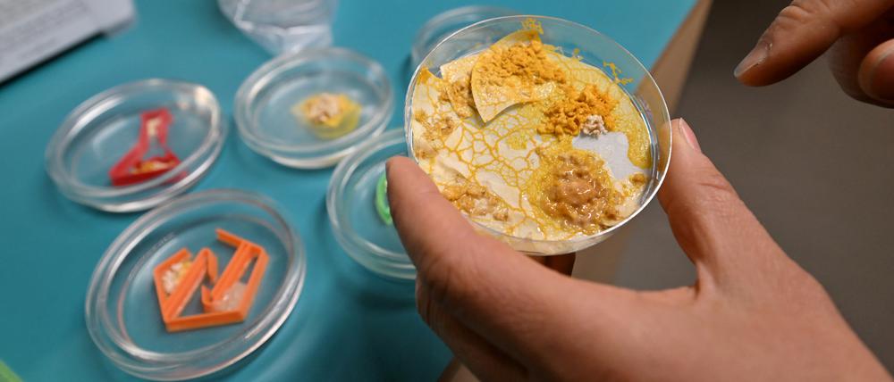 Das Potsdamer Science Center Nano hat mit dem „Blob“ eine neue Attraktion.