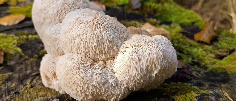 Der Igelstachelbart wird auch Yamabushitake, Löwenmähne, Pom-Pom blanc oder Affenkopfpilz genannt.
