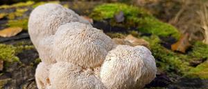 HANDOUT - 01.10.2025, --: Ein Igelstachelbart wächst auf einem altem Baumstamm. Die Fruchtkörper des Igelstachelbarts erscheinen im Herbst an Totholz von Eichen oder Buchen. Der Pilz ist zum Pilz des Jahres 2026 gewählt worden. Foto: Detlef Schoenfeld/DGfM/dpa - ACHTUNG: Nur zur redaktionellen Verwendung im Zusammenhang mit der aktuellen Berichterstattung und nur mit vollständiger Nennung des vorstehenden Credits +++ dpa-Bildfunk +++