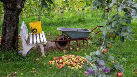 dpatopbilder - 05.10.2025, Bayern, Untermerzbach: Äpfel liegen unter einem Baum, daneben steht eine Schubkarre. Heute wird Erntedank gefeiert. Foto: Pia Bayer/dpa +++ dpa-Bildfunk +++