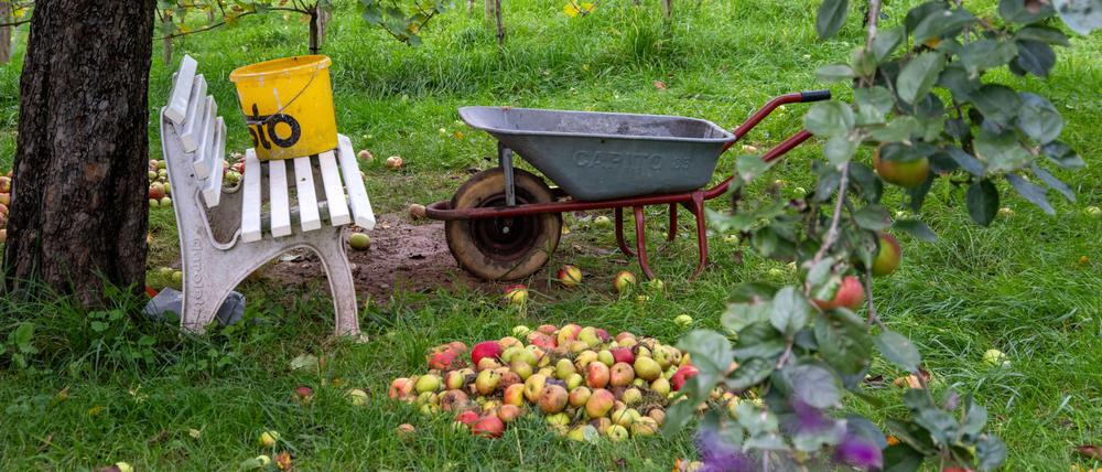dpatopbilder - 05.10.2025, Bayern, Untermerzbach: Äpfel liegen unter einem Baum, daneben steht eine Schubkarre. Heute wird Erntedank gefeiert. Foto: Pia Bayer/dpa +++ dpa-Bildfunk +++